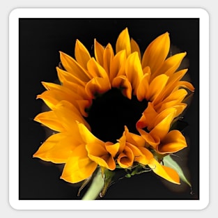 Sunflower Sticker